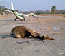 rwy-giraffe.jpg